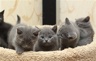 В центре Хью Джекман