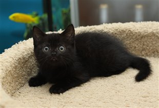 Хеппинес - очень красивая кошка