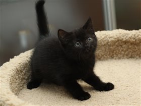 Говуорят, что черные кошки приносят счастье