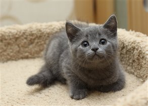 Джекман. Продан Александру г. Москва