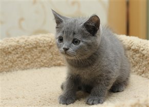 Джекман - самый крупный