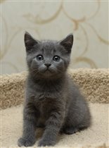 С самой самой набивной шубкой