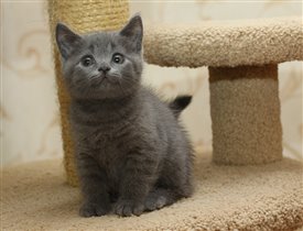 Хью Джекман. Очень забавное фото.