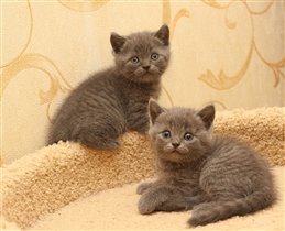 Хью Джекман и Хью Гранд