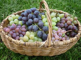 Выставка винограда с дегустацией, фестиваль 'Краски осени' и другие события в 'Аптекарском огороде'