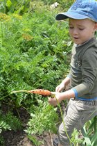 Маловата морковка!