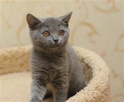 Ханни. А какая шерстка! Продана Анне г. Москва