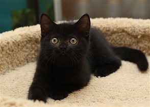 Хеппинесс - очень ласковая и ручная девочка.