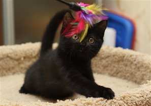 Игрунья и поскакушка.