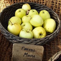 Более 130 кг яблок для дегустации 26-27 сентября заготовили в 'Аптекарском огороде'