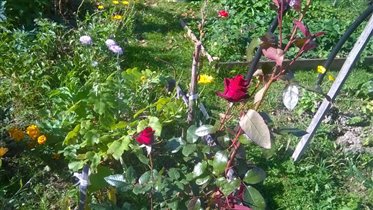 26 сентября 15