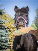 Пони и лошадь из театра будут развлекать гостей «Аптекарского огорода» 5 сентября