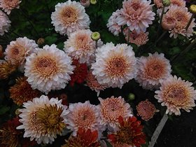 Хризантема нежно-розовая