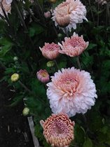 Хризантема нежно-розовая