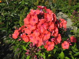 Флокс Оранж перфекшн