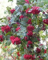 РЯБИНА ОБЫКНОВЕННАЯ 'АЛАЯ КРУПНАЯ' 6961180	Sorbus 