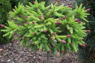 ель Picea abies 'Pusch' PA 90 31,88