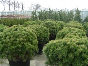 Pinus mugo 'Mops' 5l 20-30 cm 10,63 сосна горная