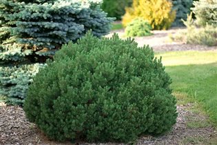 Pinus mugo 'Mops' 4-5l 20-30 cm 14,8 сосна горная