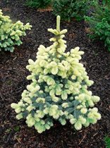 Picea pungens 'Fruhling Gold' С4\5 21,25 ель