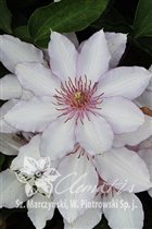 Клематис ‘Нина’ (‘Nina’)