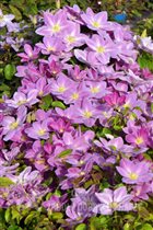 посадка клематисов