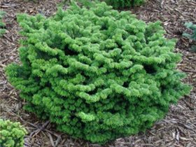 Abies balsamea 'Nana' 14,17 ПИХТА бальзамическая