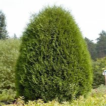 Туя западная Вагнери (Thuja occidentalis Wagneri) 