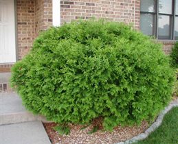 глобоза взрослая