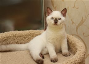 Зефир - наидобрейший и очень ласковый малыш