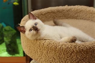 Зефир в поисках нового дома