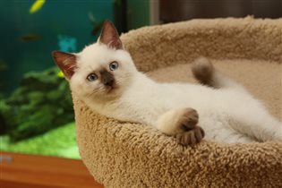 Полностью привит