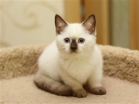 Злата - очень красивая девочка