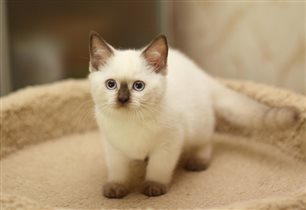 С изумительными глазами