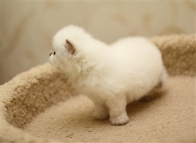 Малыш циннамон-поинт