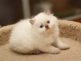 Армани - очень интересный малыш