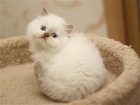 Очень ласковый и мурчащий