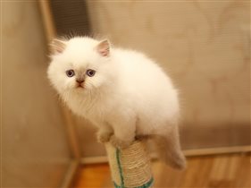 Чудо-котенок