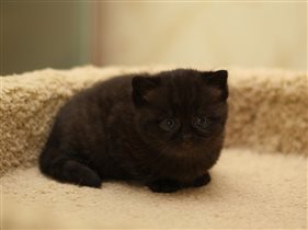 Адель (теперь Грейс) черная кошечка