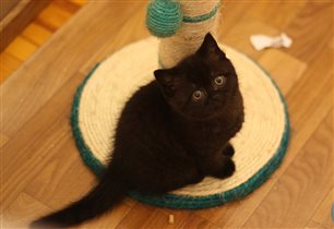 Грейс зарезервирована Ксенией г. Москва