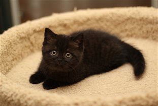 Игривый и жизнерадостный ребенок