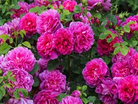 PRINCESS ANNE 9.13-2шт