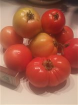 томаты открытый грунт 2016