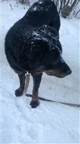 первый снег,а у собаке счастье.
