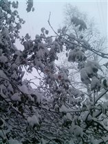 Яблони в снегу-какое чудо !