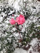 Снежный аромат роз 
