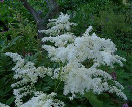 Браутшлейер 69р