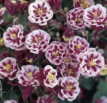 Аквилегия обыкновенная Винки Дабл Ред энд Вайт 85р