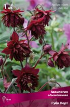 аквилегия обыкновенная Руби Порт 56р
