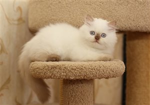 Армани 2,5 месяца